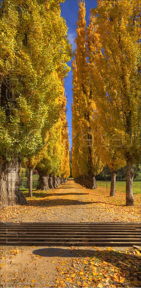 Peter Bellingham Photography Golden Lane - VIC T V (PBH4 00 13888)